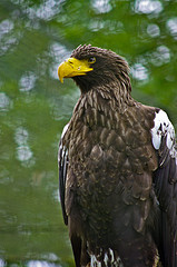 águila